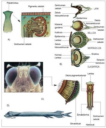 1. Irudia: Zenbait animaliaren begiak. A) Platelminto baten begi orbanak. Kokalekua (animaliaren aurreko aldean) eta epaia. B) Zenbait soinberaren begien epaiak (geroz eta konplexuagoak): lapa, abuloia, marraskiloa eta olagarroa.<br>C) Intsektuen begia, omatidioen kokalekua eta bat xeheki ikusita. D) Sakonera handiko arrain baten (Stomias boa) begi oso garatua.<br>401